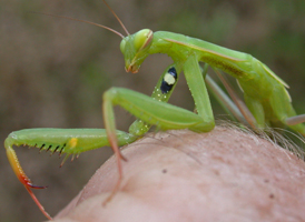 European Mantis